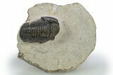 Gerastos Trilobite Fossil - Foum Zguid, Morocco #310279-3